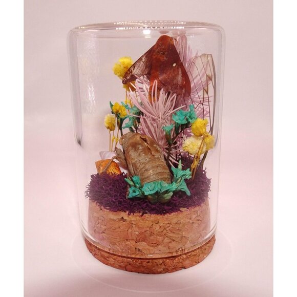 Orange Tipped Oakworm Moth Cicada Skin Dried Flowers Oddity Jar taxidermy witchy - Picture 3 of 12